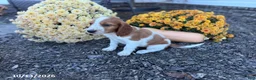 Welsh Springer Spaniel dogs for sale: Lemon - Ad 6