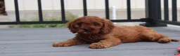 Cavapoo dogs for sale: Max - Ad 3
