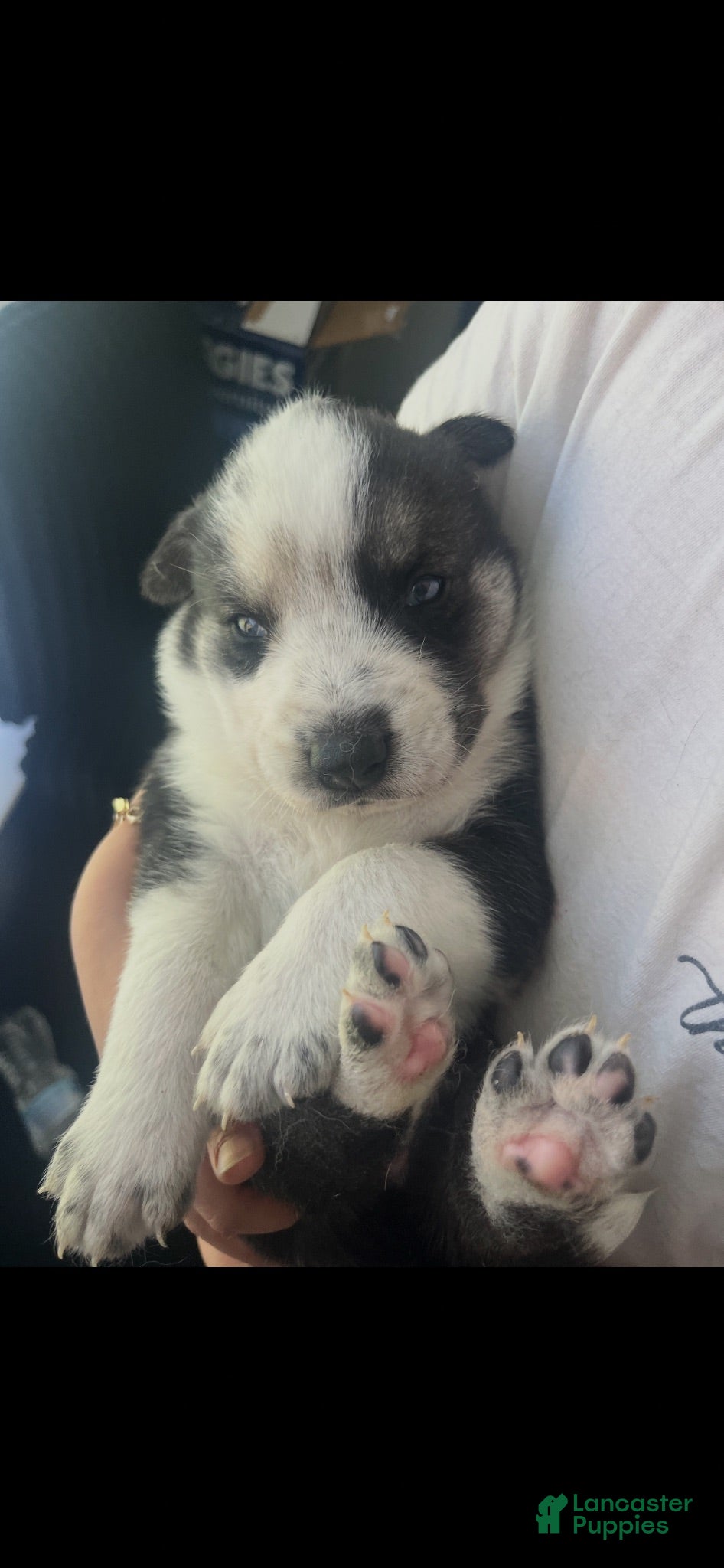 Gerberian Shepsky dogs Panda bear - Ad 36