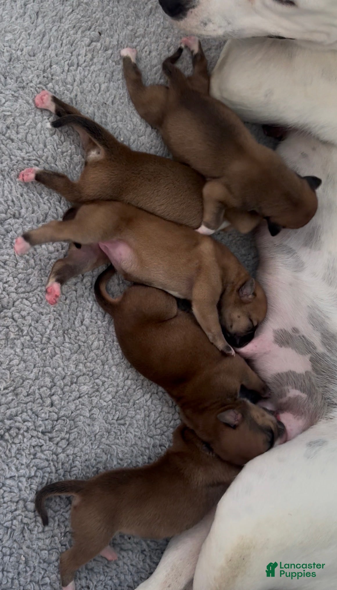 American Bulldog dogs American Bulldog Puppy 6 - Ad 3
