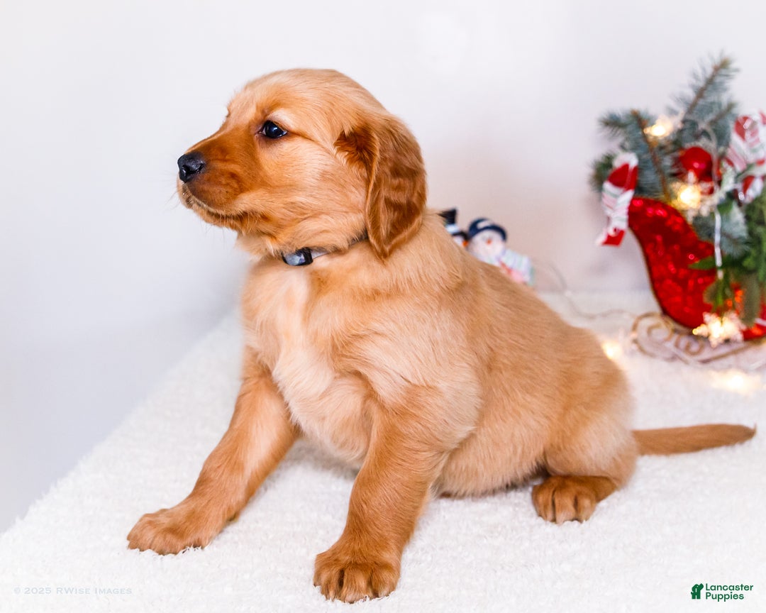 Golden Retriever dogs for sale: Colin - Ad 10