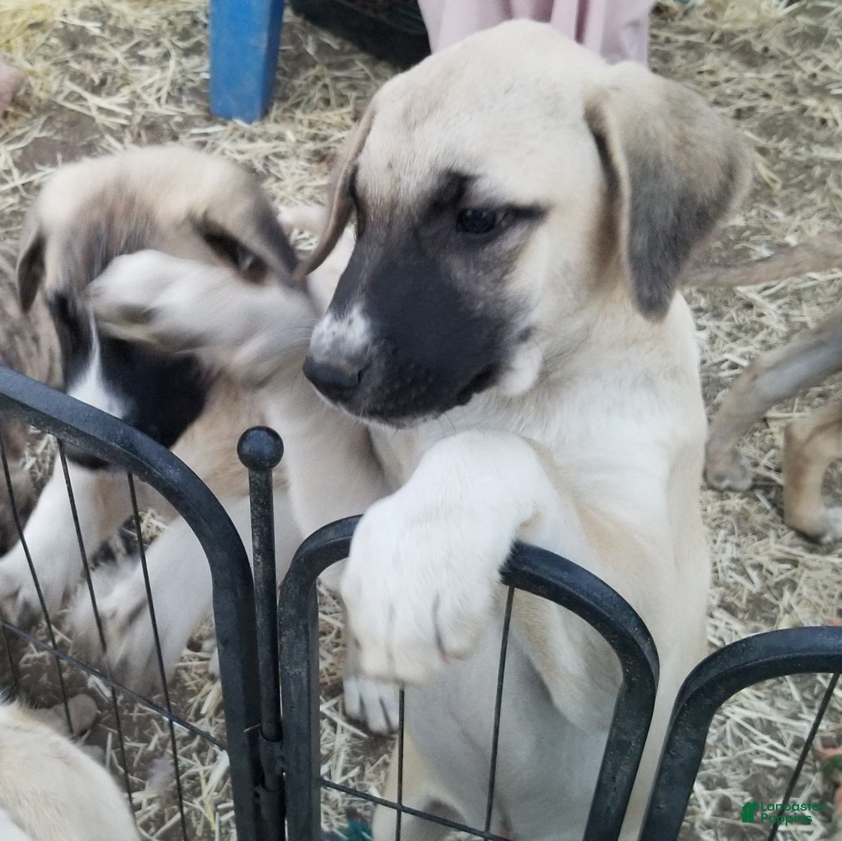 Anatolian Shepherd dogs Splash ⤴️ - Ad 1