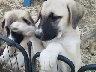 Anatolian Shepherd dogs for sale: Splash ⤴️ - Ad 4