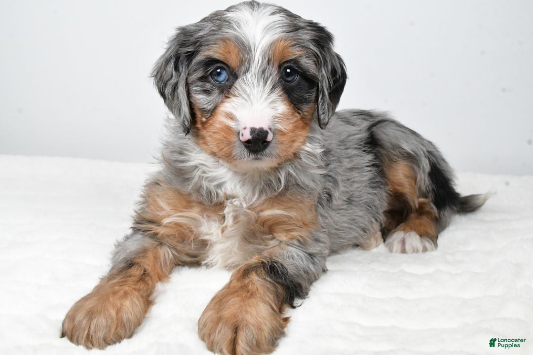 Mixed Breed dogs for sale: Grant - Ad 4