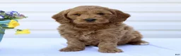 Mini Goldendoodle dogs for sale: Shawn  - Ad 1