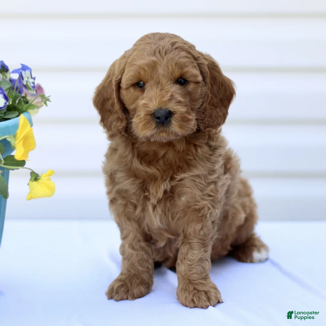 Mini Goldendoodle dogs for sale: Shawn  - Ad 1