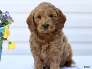 Mini Goldendoodle dogs for sale: Shawn - Ad 3