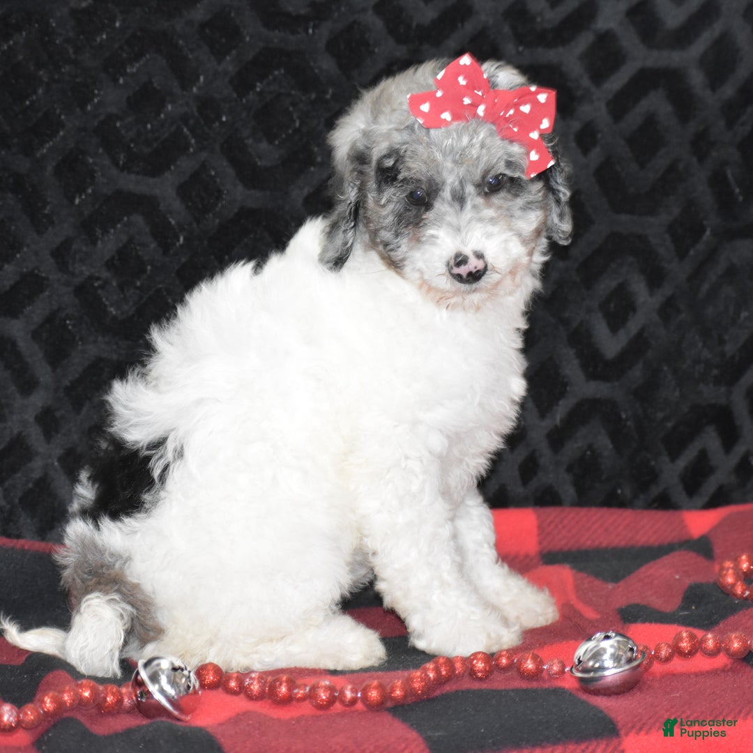 Miniature Poodle dogs for sale: Zoe - Ad 8