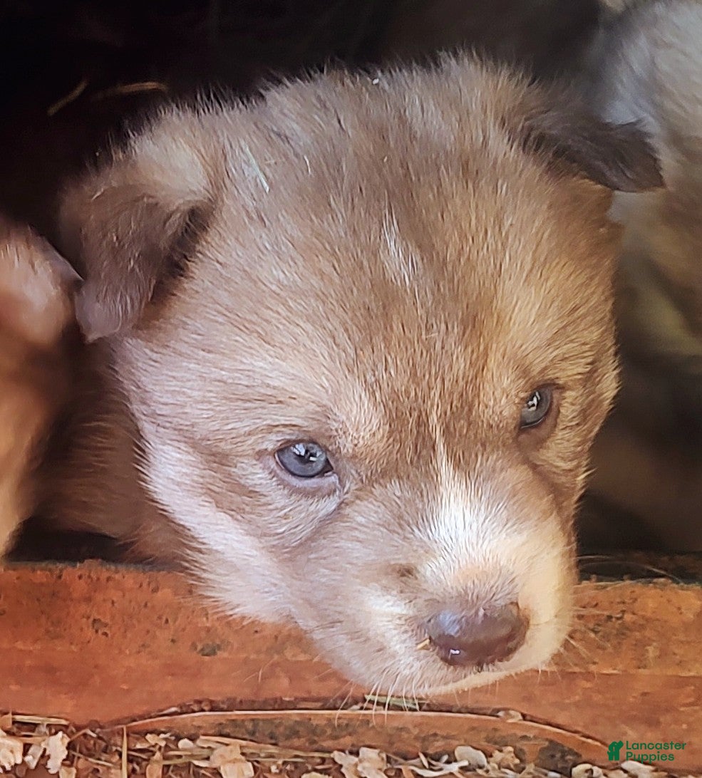 Siberian Husky dogs Siberian Husky Puppy 3 - Ad 7