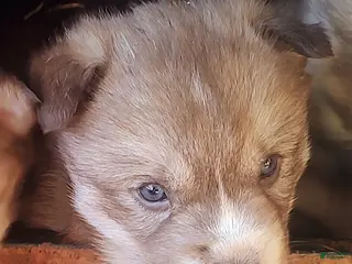 Siberian Husky dogs Siberian Husky Puppy 3 - Ad 7