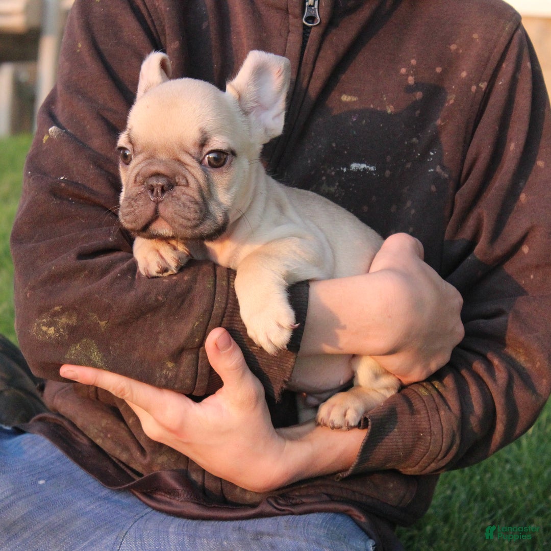 French Bulldog dogs for sale: Dale - Ad 4