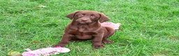Labrador Retriever dogs for sale: Mirabel - Ad 4