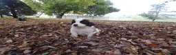 Saint Bernard dogs for sale: Duke - Ad 2