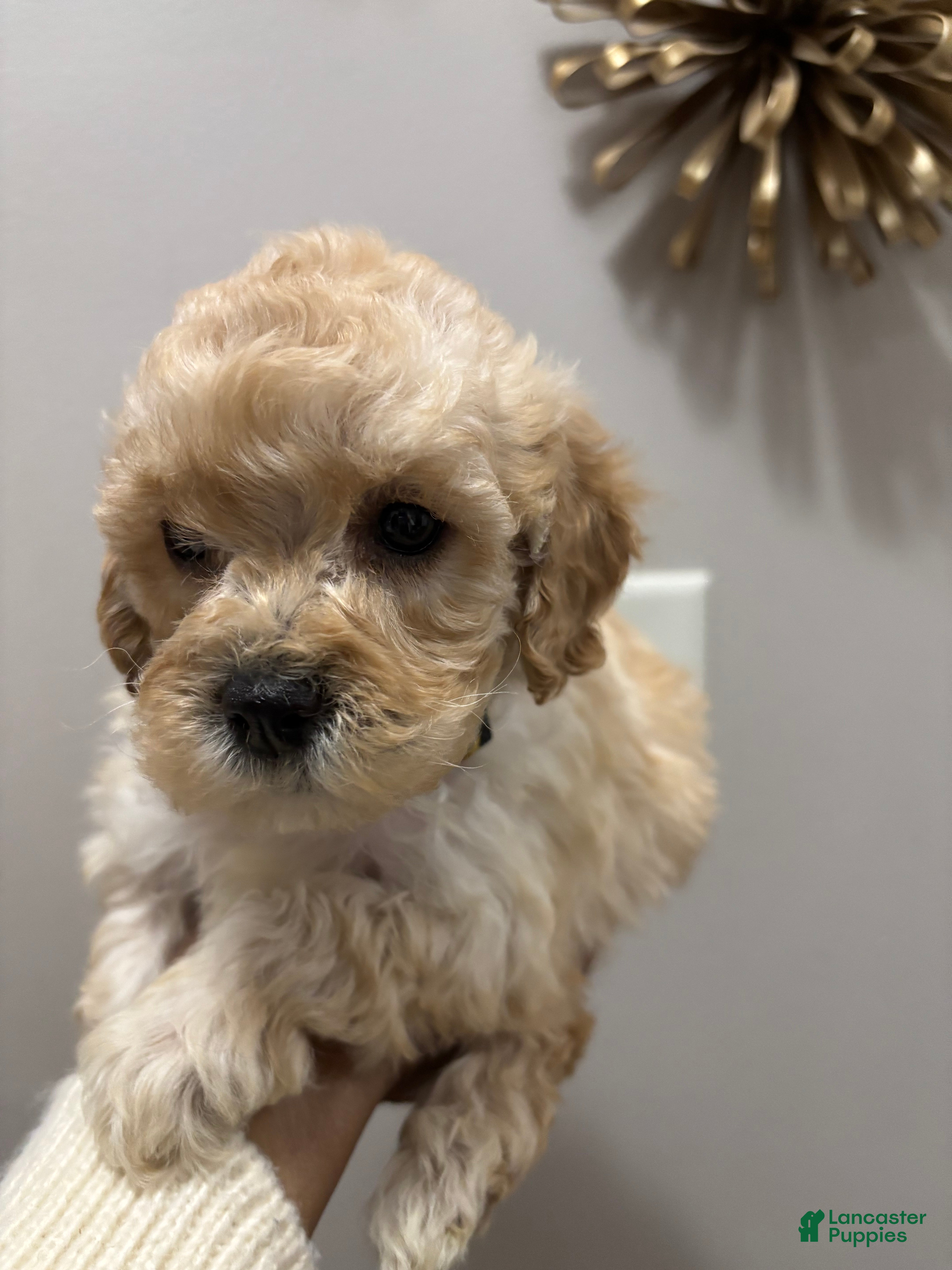 Cockapoo dogs kiki cockapoos  - Ad 1