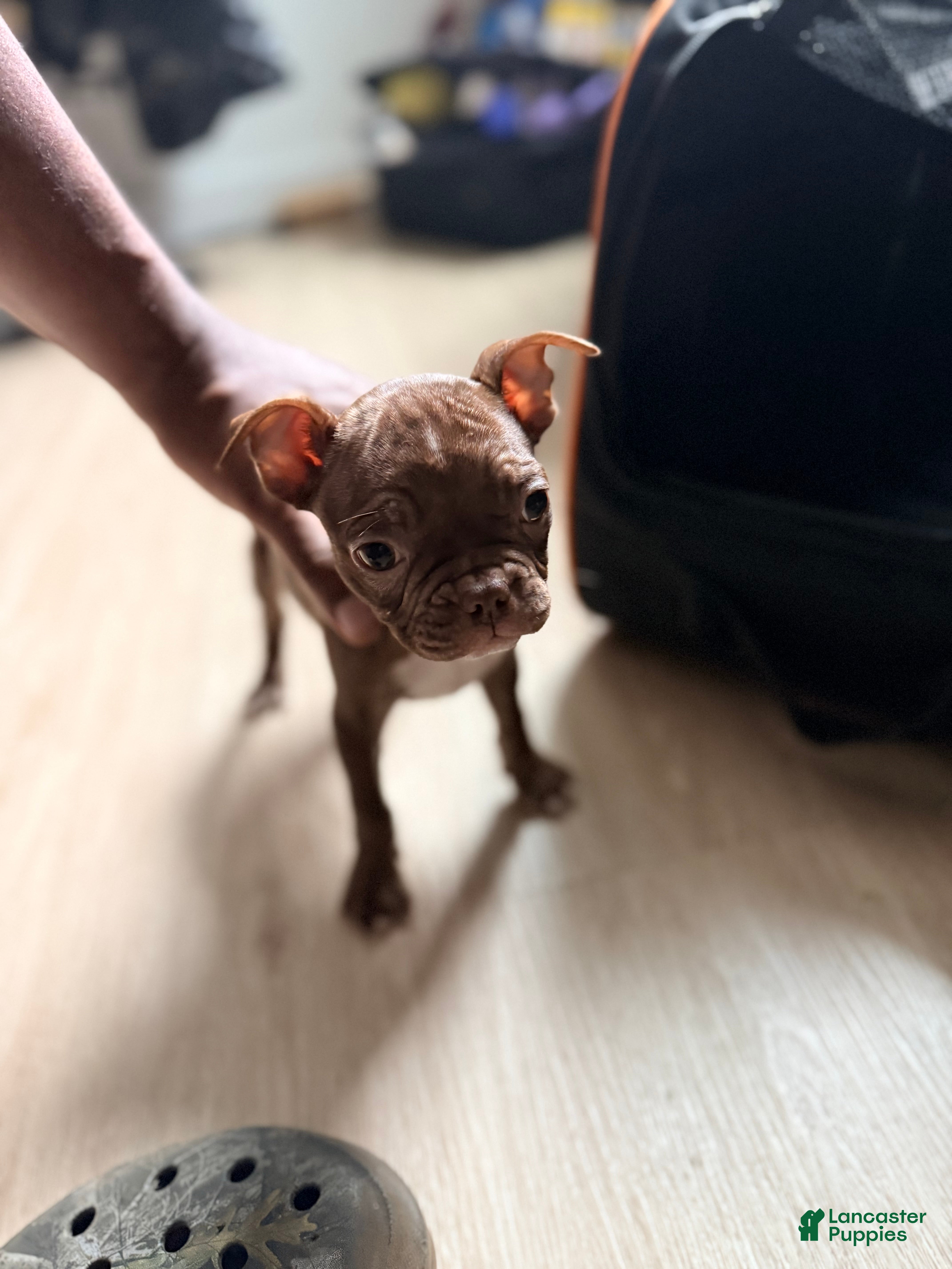 Frenchton dogs Miracle - Ad 4