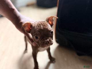 Frenchton dogs Miracle - Ad 21