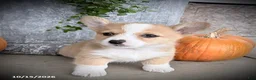 Welsh Corgi Pembroke dogs for sale: Cupcake - Ad 4