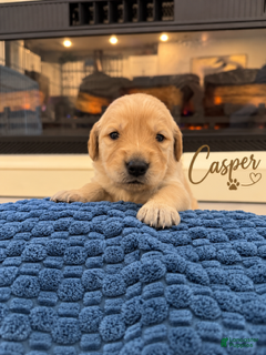 Golden Retriever dogs for sale: Casper - Ad 1