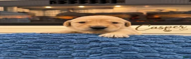 Casper