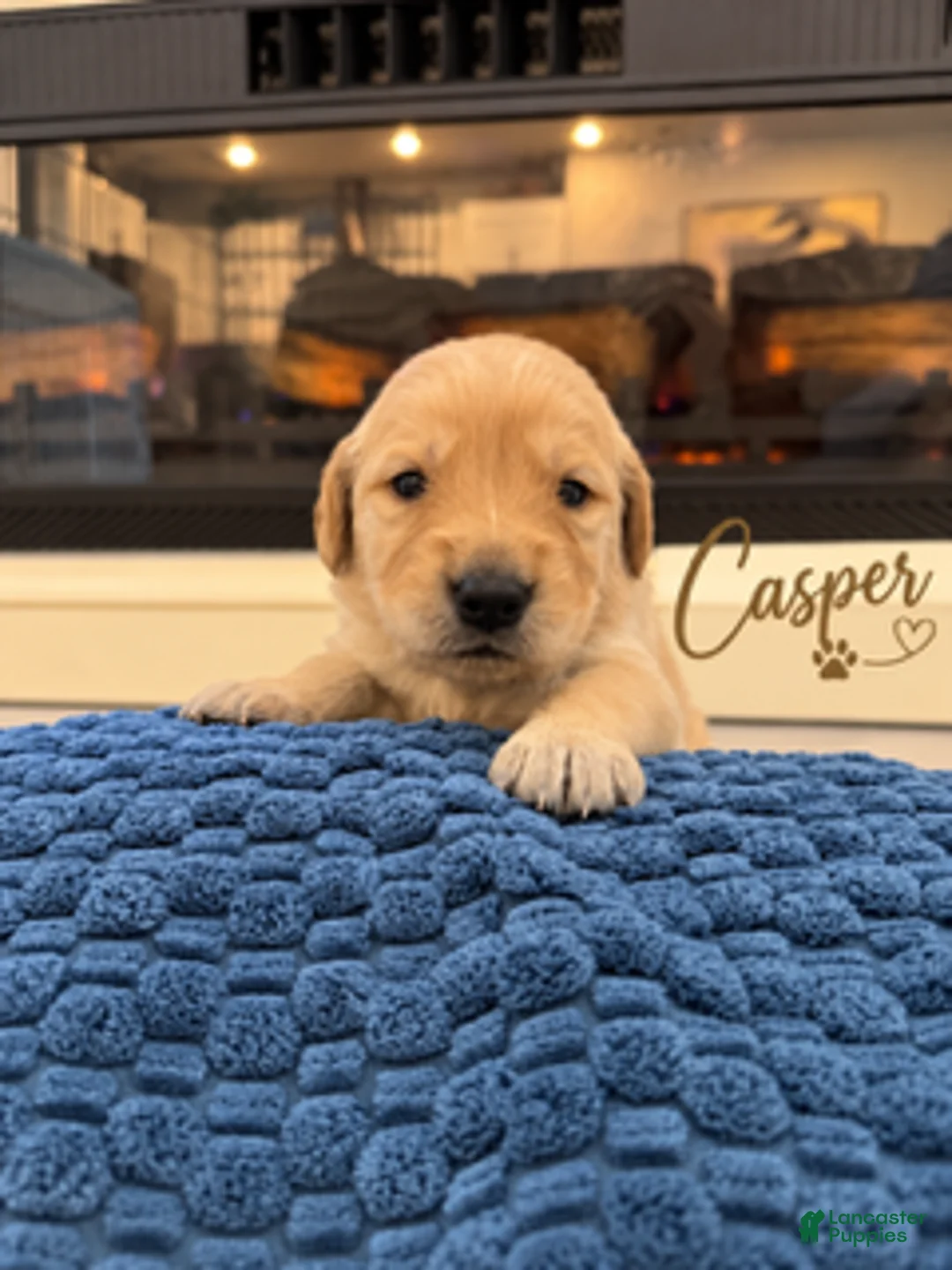 Golden Retriever dogs for sale: Casper - Ad 1