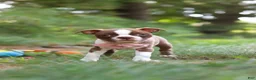 Boston Terrier dogs for sale: Precious - Ad 6