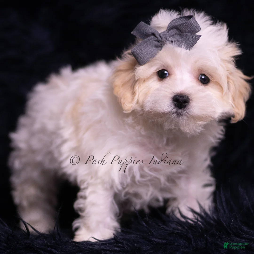 Maltipoo dogs for sale: Jameson - Ad 4