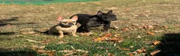 French Bulldog dogs for sale: Crowe - Ad 7