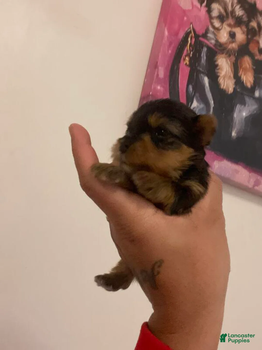 Yorkshire Terrier dogs for sale: Yorkshire Terrier Puppy 1 - Ad 2