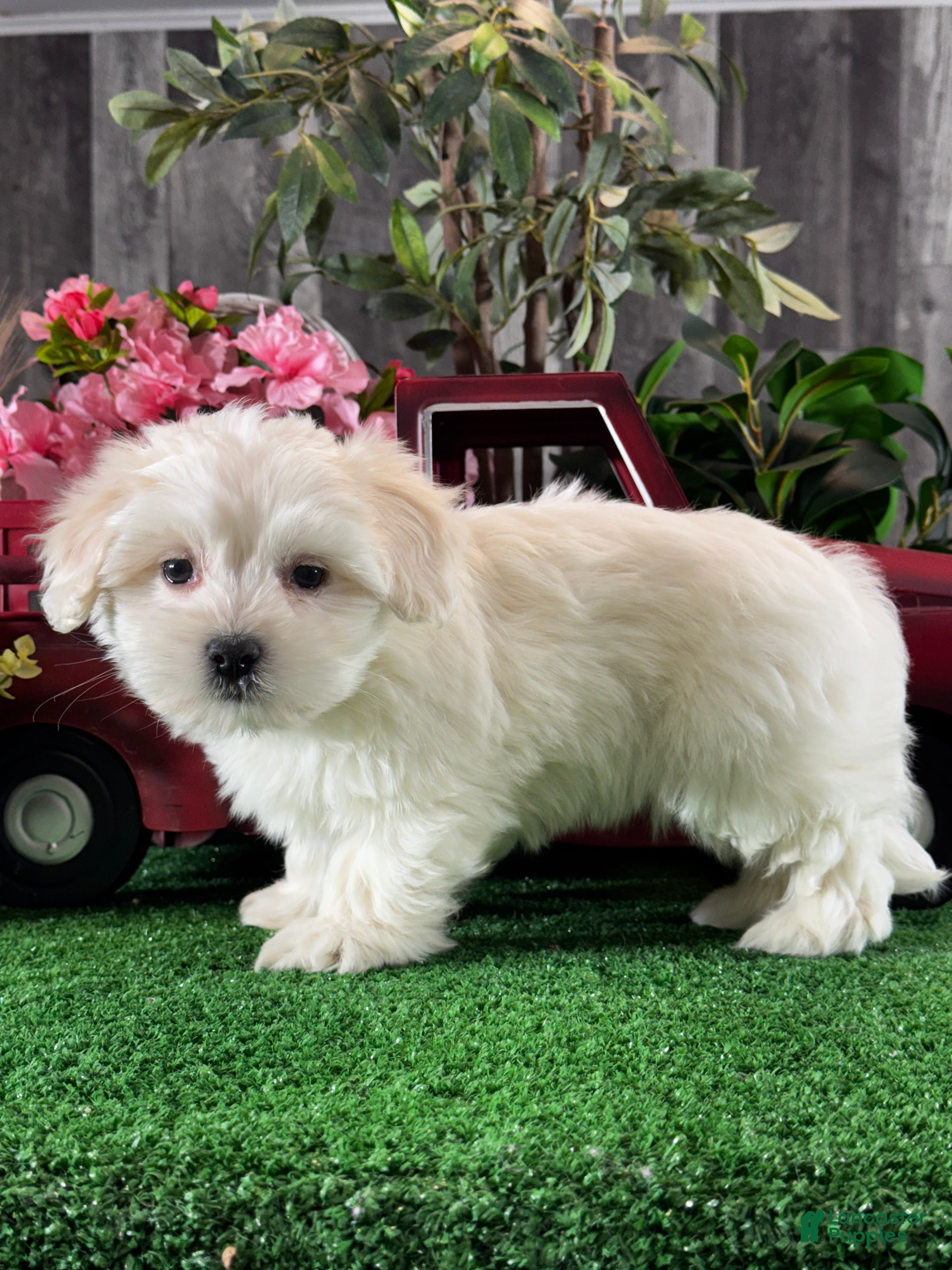 Coton De Tulear dogs Calvin - Ad 26