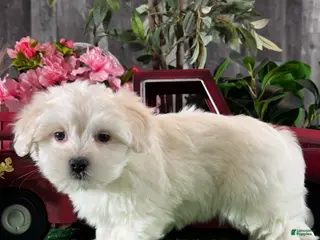 Coton De Tulear dogs Calvin - Ad 26