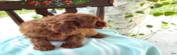 Miniature Poodle dogs for sale: Toffee - Ad 4