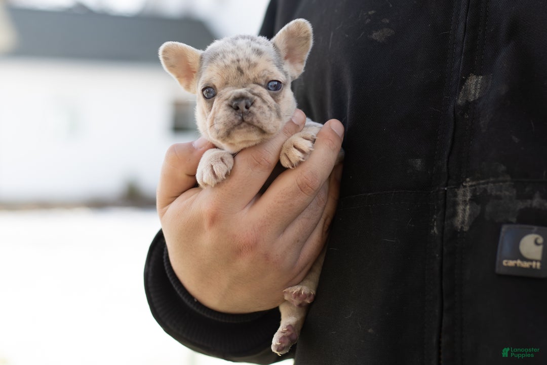 French Bulldog dogs for sale: Daisy  - Ad 1