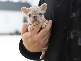 French Bulldog dogs Daisy - Ad 4
