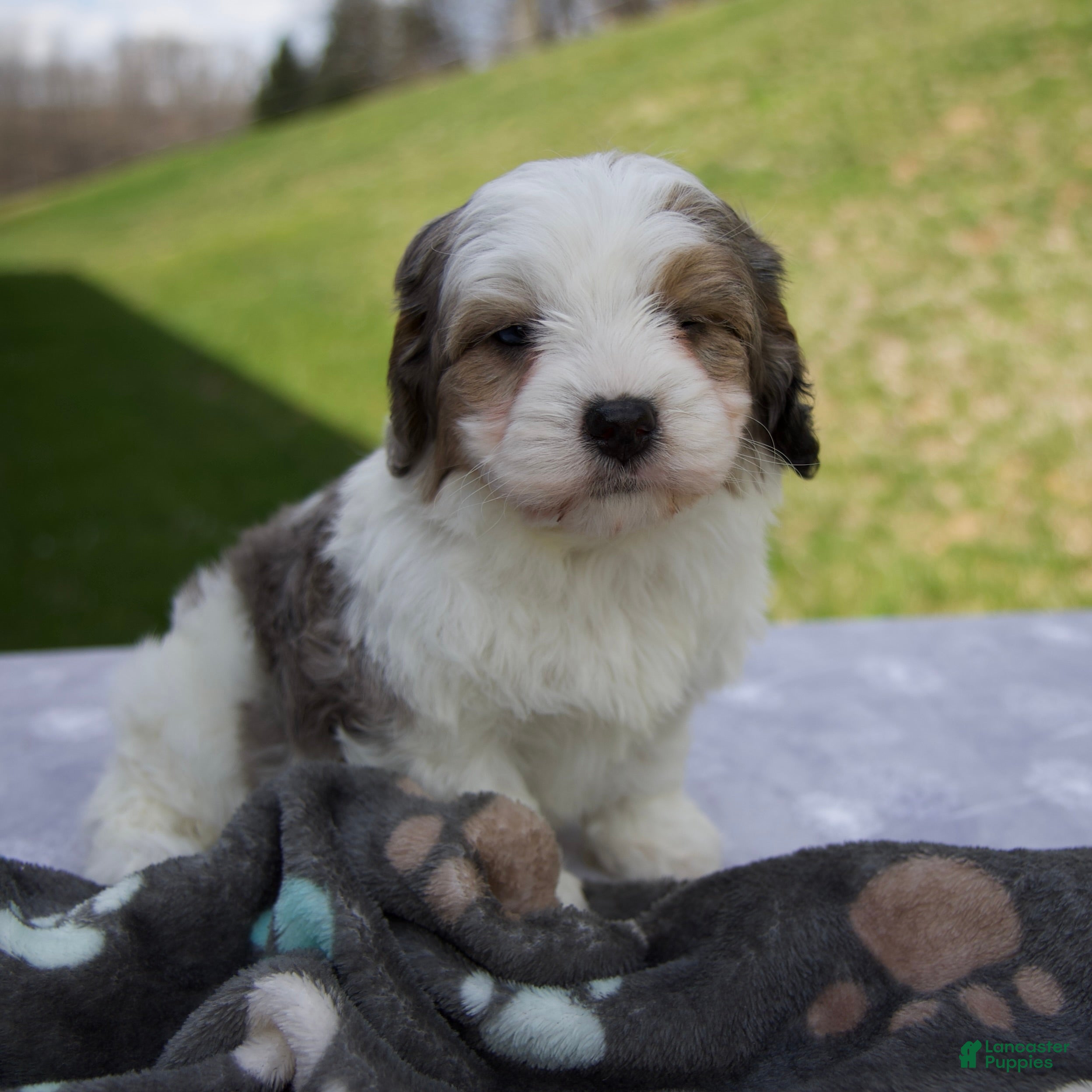 Cavapoo dogs Ben - Ad 1