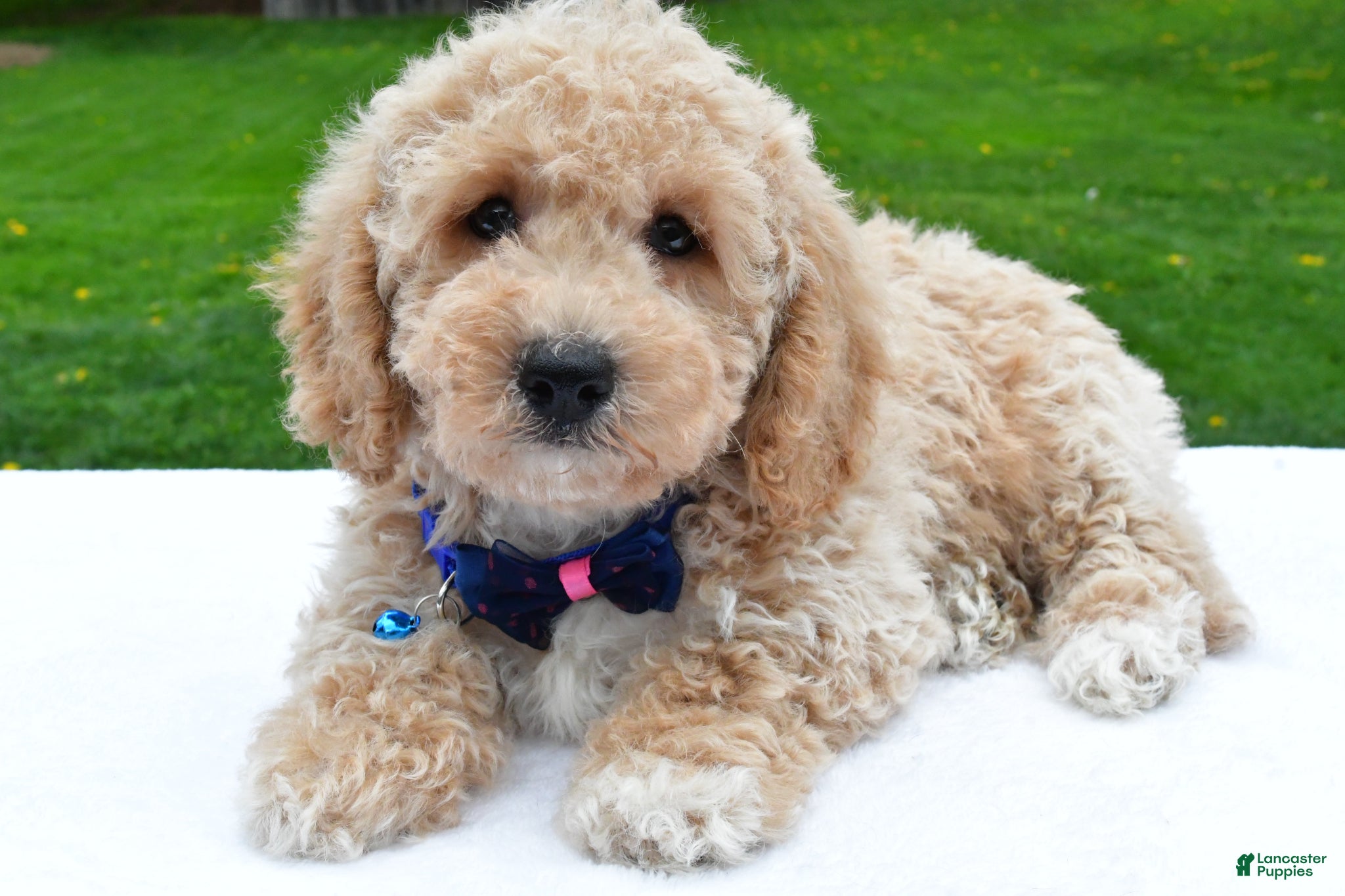 Bichpoo dogs Lyndon - Ad 1