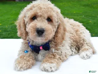 Bichpoo dogs for sale: Lyndon - Ad 3