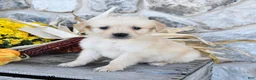 Golden Retriever dogs for sale: Buddy - Ad 2