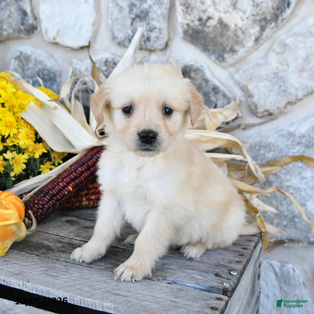 Golden Retriever dogs for sale: Buddy - Ad 2