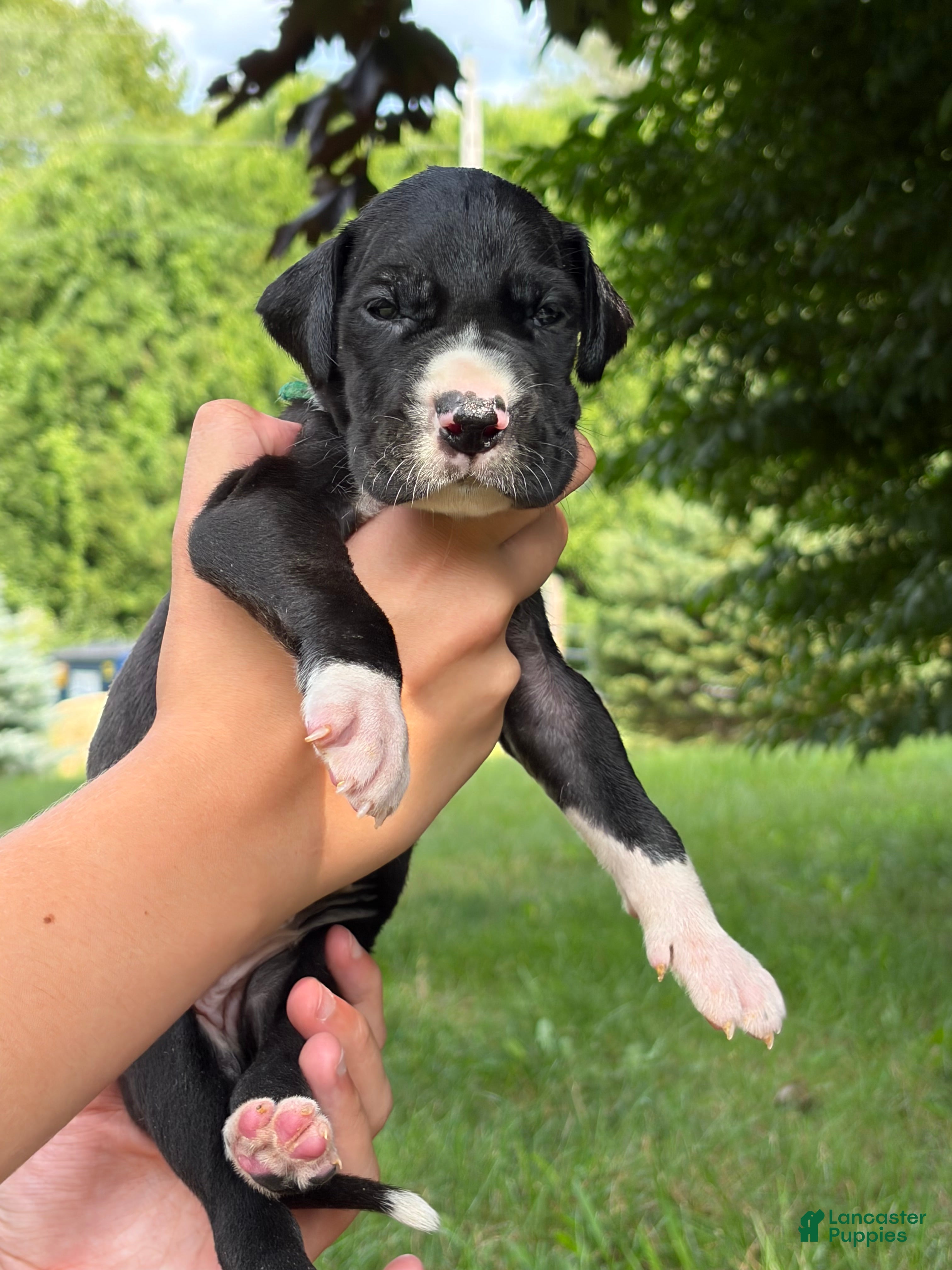Great Dane dogs Montana  - Ad 1