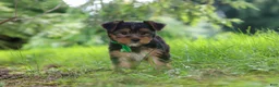 Yorkshire Terrier dogs for sale: Bobby - Ad 2
