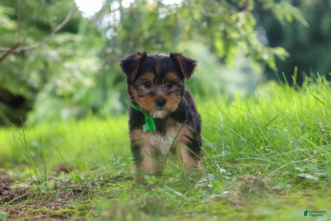 Yorkshire Terrier dogs for sale: Bobby - Ad 2