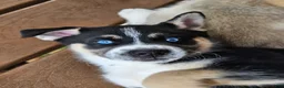 Gerberian Shepsky dogs for sale: Button - Ad 5