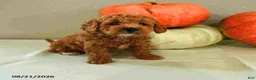 Mini Bernedoodle dogs for sale: Molly - Ad 3