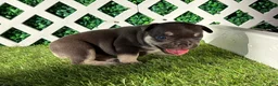 French Bulldog dogs for sale: French Bulldog 3 - Ad 5