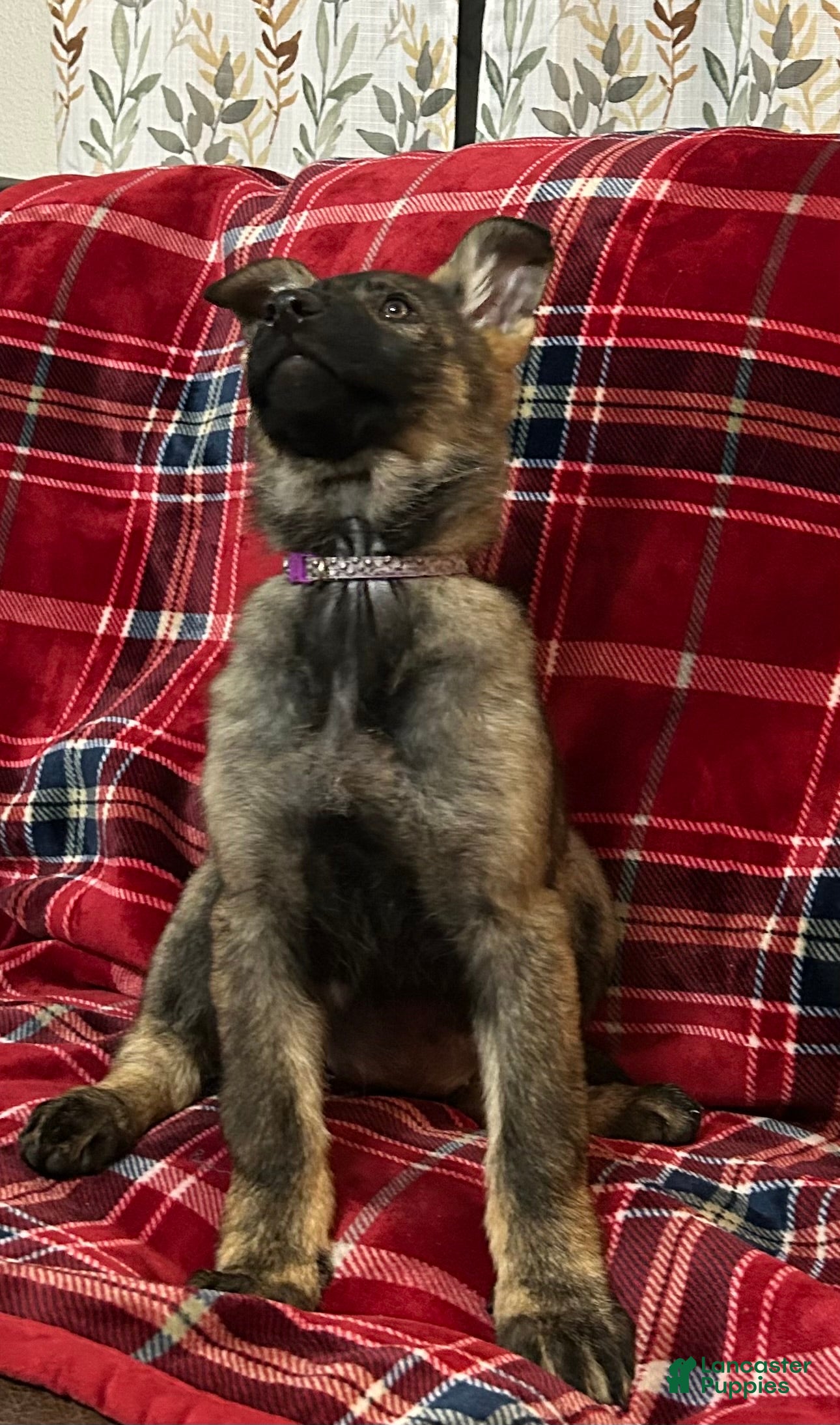 German Shepherd dogs Willow/Cody Teal - Ad 2