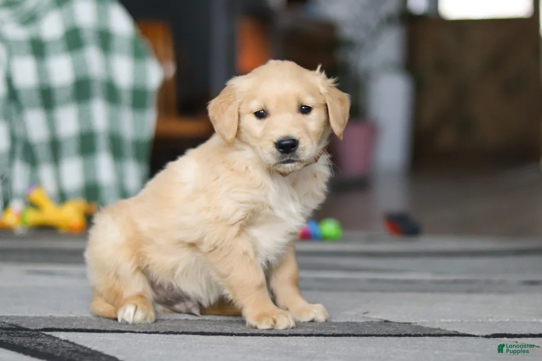 Golden Retriever dogs for sale: Tiger - Ad 3