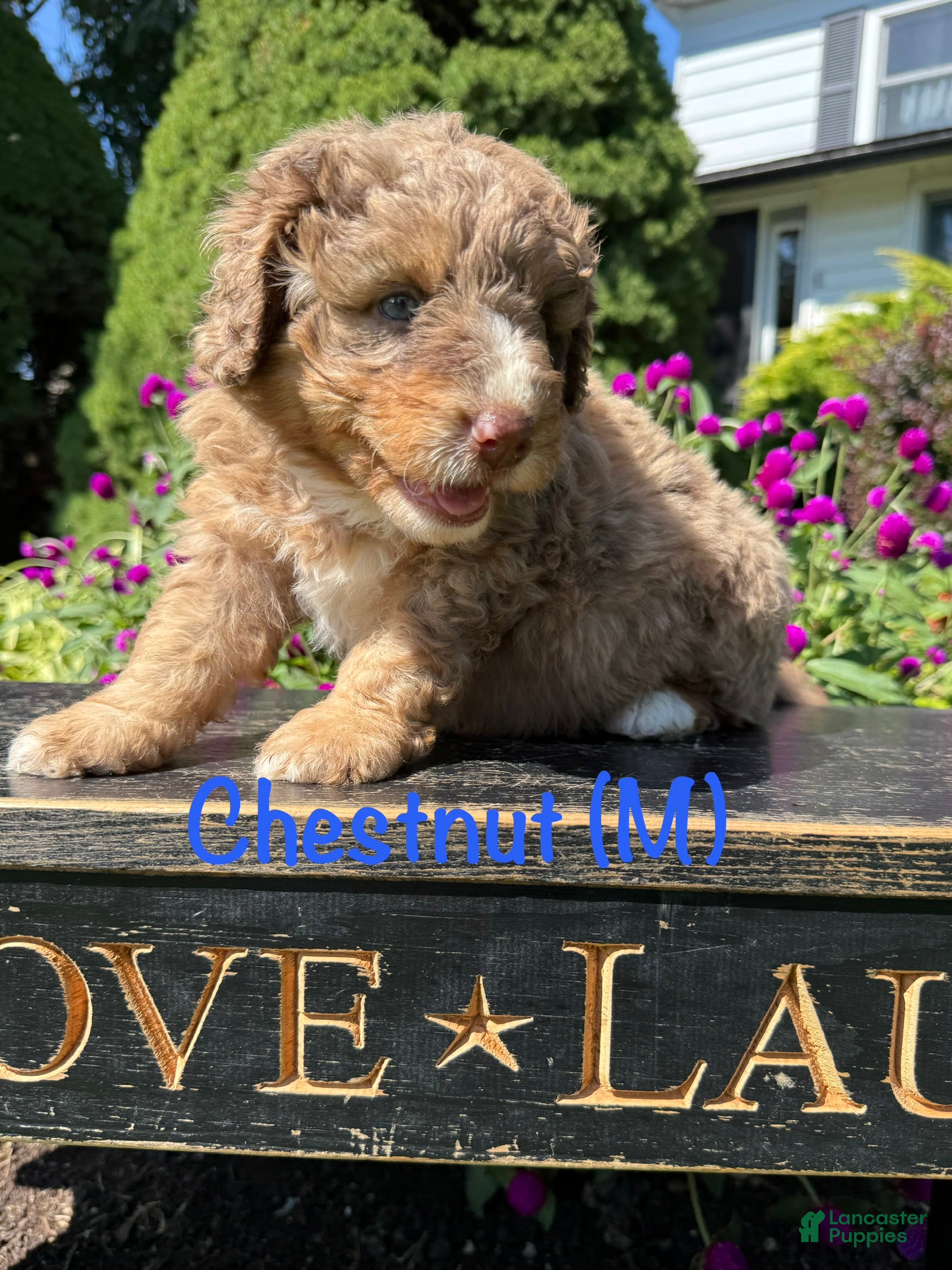 Bernedoodle dogs for sale: Chestnut - Ad 4
