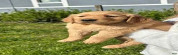 Golden Retriever dogs for sale: Buddy - Ad 1