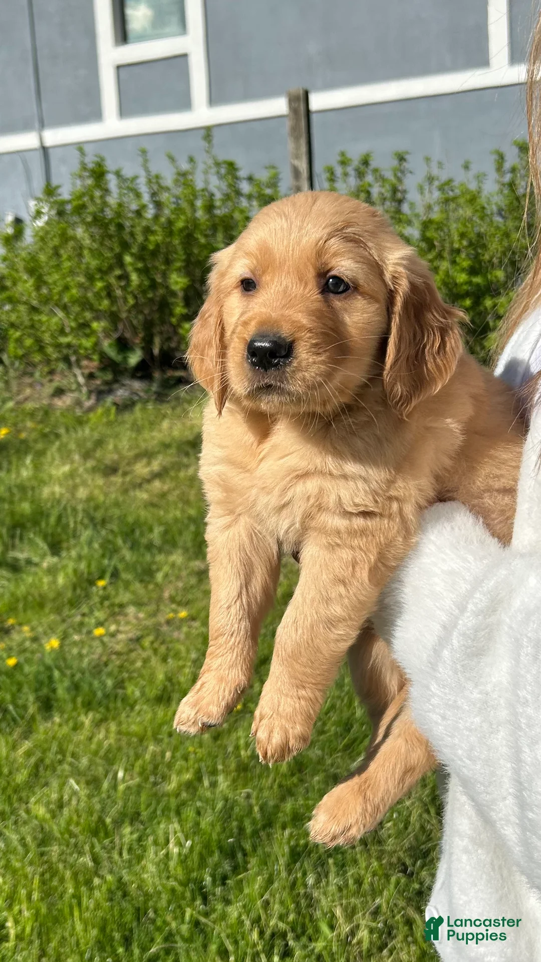Golden Retriever dogs for sale: Buddy - Ad 1