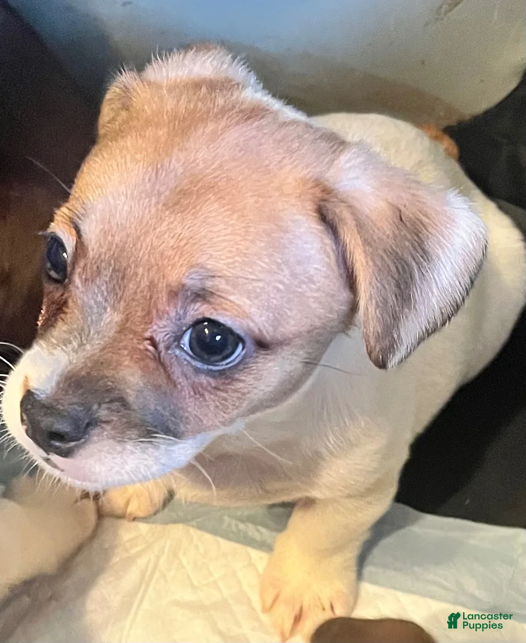Mixed Breed dogs for sale: Baby - Ad 1
